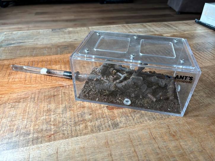 Pheidole Megacephala Mieren boerderij, Dieren en Toebehoren, Overige Dieren, Meerdere dieren, Juli