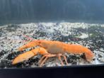 Oranje kreeft 8-9 cm, Dieren en Toebehoren, Vissen | Aquariumvissen, Vis