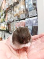 Syrische hamster super lief en super tam., Dieren en Toebehoren, Knaagdieren, Meerdere dieren, Hamster, Na 1 juli 2024, Tam