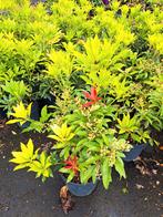 Pieris Forest Flame, Tuin en Terras, Planten | Tuinplanten, Ophalen of Verzenden, Zomer, Volle zon