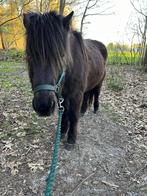 IJslander Aegir, Dieren en Toebehoren, Paarden, Minder dan 160 cm, Gechipt, Ruin, Zadelmak