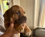 Prachtige Boerdeaux pups Boerboel x Bordeaux dog, Dieren en Toebehoren, Rabiës (hondsdolheid), Overige rassen, 8 tot 15 weken