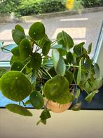 Pilea Peperomioides/ Pannenkoekplant/ chinese money plant, Ophalen of Verzenden, Volle zon, Overige soorten, Minder dan 100 cm