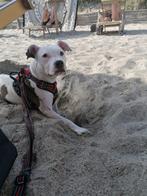 Amerikaanse Stafford ( Staffordshire Terrier) wit/bruin, Dieren en Toebehoren, Honden | Jack Russells en Terriërs, Rabiës (hondsdolheid)