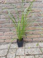 Pennisetum Alopecuriodes/ Lampenpoetser gras, Tuin en Terras, Planten | Tuinplanten, Ophalen, Zomer, Siergrassen, Volle zon