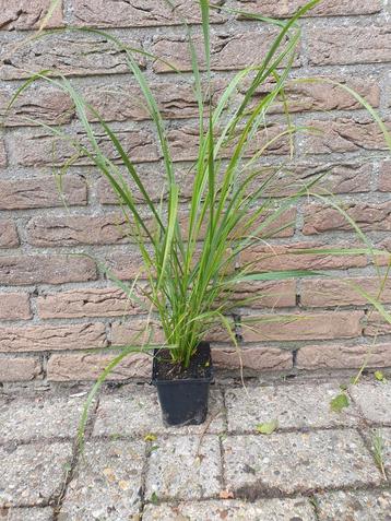 Pennisetum Alopecuriodes/ Lampenpoetser gras  beschikbaar voor biedingen