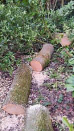 brandhout, haardhout, openhaard hout esdoorn, Tuin en Terras, Haardhout, Minder dan 3 m³, Ophalen