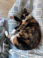 Senior poes zoekt een fijn thuis, Dieren en Toebehoren, Poes, Gechipt, 6 jaar of ouder