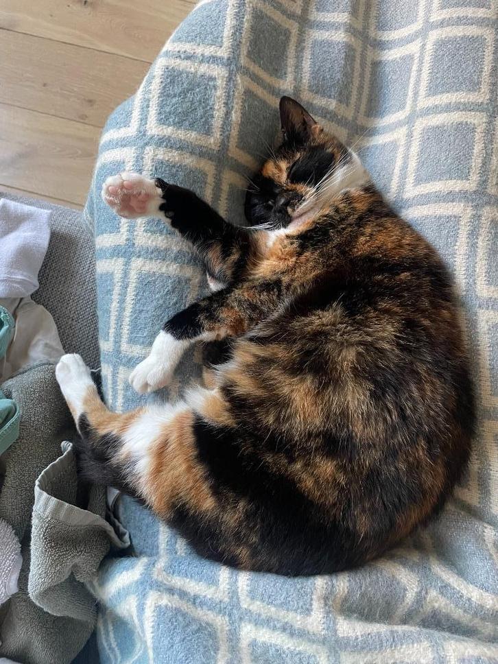 Senior poes zoekt een fijn thuis, Dieren en Toebehoren, Katten en Kittens | Raskatten | Korthaar, Poes, 6 jaar of ouder, Gechipt