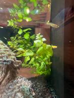 GRATIS Baby Guppen, Dieren en Toebehoren, Vissen | Aquariumvissen, Vis