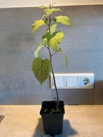 Ananaskers plantje, Ophalen, Volle zon, Eenjarig, Zomer