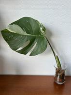 Monstera Variegata stek 1, Ophalen of Verzenden, Overige soorten, Minder dan 100 cm