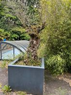 olijfbomen dikke stam en 4 palmen  € 500 per stuk, Tuin en Terras, Planten | Bomen, Bloeit niet, 100 tot 250 cm, Olijfboom, Ophalen