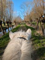 Verzorgster gezocht voor IJslander, Dieren en Toebehoren
