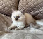 Ragdoll kittens, Dieren en Toebehoren, Katten en Kittens | Raskatten | Langhaar, Meerdere dieren, Ontwormd, 0 tot 2 jaar