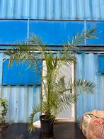 Phoenix Palm 250 cm, 100 tot 250 cm, Zomer, Palmboom, Ophalen