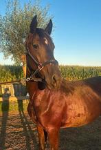 Zeer gave 5 jarige ruin, Dieren en Toebehoren, Niet van toepassing, Dressuurpaard, 0 tot 2 jaar, Hengst