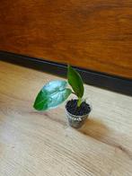 Alocasia metalhead plantje/stekje, Ophalen of Verzenden, Halfschaduw, Minder dan 100 cm