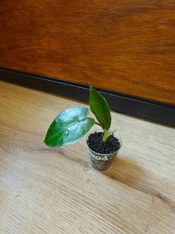 Alocasia metalhead plantje/stekje, Huis en Inrichting, Kamerplanten, Minder dan 100 cm, Halfschaduw, Ophalen of Verzenden