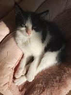 Lieve kleine kruising Ragdoll kittens, Kater, Kortharig, 0 tot 2 jaar