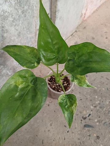 Alocasia cucullata variegata knol beschikbaar voor biedingen