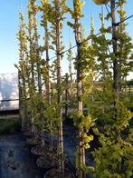 Goudiep bomen (Ulmus 'wredei') 6-8, Tuin en Terras, Planten | Bomen, Lente, 250 tot 400 cm, Zuilboom, Ophalen