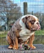 Engelse bulldog te koop, Dieren en Toebehoren, Honden | Bulldogs, Pinschers en Molossers, België, Fokker | Hobbymatig, Rabiës (hondsdolheid)