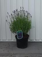 lavendel/lavendula, Tuin en Terras, Ophalen, Zomer, Vaste plant, Overige soorten