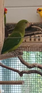 Baraband parkiet, Dieren en Toebehoren, Vogels | Parkieten en Papegaaien, Vrouwelijk, Parkiet