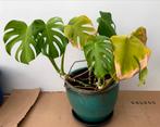 Monstera plant, Overige soorten, Minder dan 100 cm, Ophalen of Verzenden, Halfschaduw