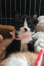 Prachtig mooie kittens., Dieren en Toebehoren, Katten en Kittens | Overige Katten, Meerdere dieren, Kortharig, 0 tot 2 jaar