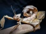 Australische flappentakken, wandelende tak, Dieren en Toebehoren, Wandelende tak