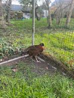 Temminck Tragopaan Haan 2025, Mannelijk, Kip