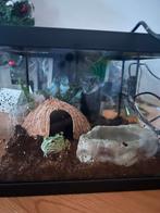 pacman kikker blue samurai, Dieren en Toebehoren, Amfibie, Met terrarium, 0 tot 2 jaar