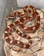 Rattenslang Wildkleur Motley, Dieren en Toebehoren, Reptielen en Amfibieën, Slang, 0 tot 2 jaar