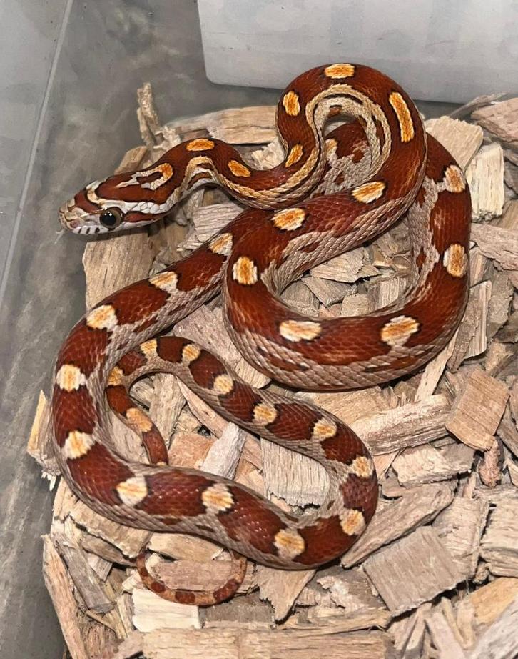 Rattenslang Wildkleur Motley