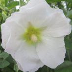 stokroos wit, nog  2 stuks, Tuin en Terras, Bloembollen en Zaden, Ophalen, Volle zon