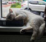 Britse korthaar, Dieren en Toebehoren, Katten en Kittens | Raskatten | Korthaar, Kater, Gechipt, 0 tot 2 jaar