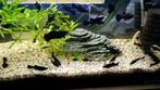 Black molly 8 voor €6,-, Vis, Zoetwatervis