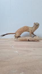 Mooie Opgezette Hermelijn Taxidermie., Ophalen of Verzenden, Zo goed als nieuw, Opgezet dier