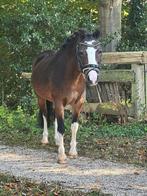 Hele lieve Welsh A, menpony / kinderpony, Dieren en Toebehoren, Pony's, Merrie, Zadelmak, A pony (tot 1.17m), 11 jaar of ouder