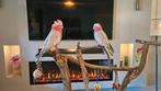 2 Roze kakatoes te koop (1 jaar oud), Meerdere dieren, Papegaai, Geringd