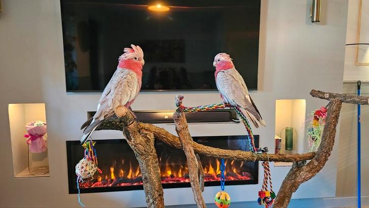 2 Roze kakatoes te koop (1 jaar oud), Dieren en Toebehoren, Vogels | Parkieten en Papegaaien, Papegaai, Meerdere dieren, Tam, Geringd