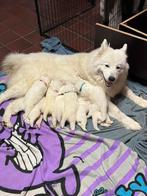 Samojeed pups, Dieren en Toebehoren, Honden | Poolhonden, Keeshonden en Oertypen, Rabiës (hondsdolheid), 8 tot 15 weken, Poolhond