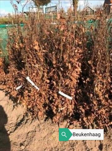 Beukenhaag, Liguster, Meidoorn, Taxus, Portugese Laurier  beschikbaar voor biedingen
