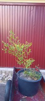 Koortsstruik of lindera angustifolia, Ophalen, Overige soorten, Struik, Minder dan 100 cm