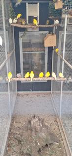 Mooie 15 gele kanaries geringd 2025 zitten in buiten volière, Dieren en Toebehoren, Vogels | Kanaries, Meerdere dieren, Kleurkanarie