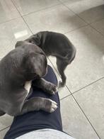 stafford pups, Dieren en Toebehoren, Honden | Jack Russells en Terriërs, België, Particulier, 8 tot 15 weken, American Staffordshire Terriër