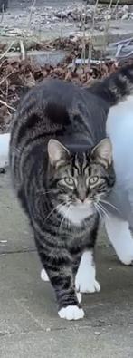 Lieve aanhankelijke kat, Kater, Kortharig, 0 tot 2 jaar