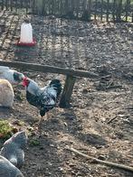 Wyandotte kriel haantje zilver/zwart gezoomd, Dieren en Toebehoren, Pluimvee, Mannelijk, Kip